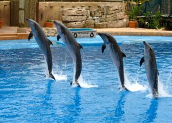 A complete guide on Dubai Dolphinarium