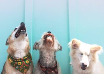 Dubai’s pet-friendly Communities